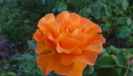 General Post With Featured Image