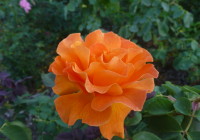 General Post With Featured Image