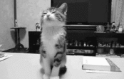 Kitten