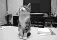 Kitten