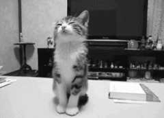 Kitten