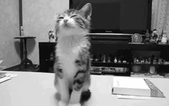 Kitten